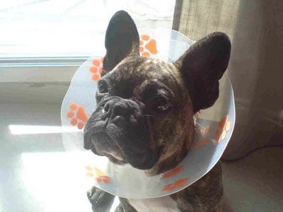 Génia Carcan Funcol Vert 15 Cm 3 Génia Carcan Funcol Vert 15 Cm