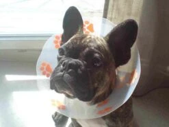 Génia Carcan Funcol Violet 10 Cm