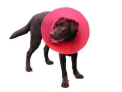 Carcan Transcol 30 Cm