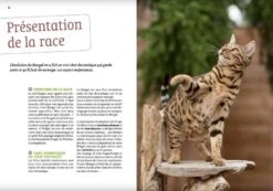 Livre - Bengale -Boutique Trixie bengale 4 1