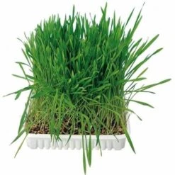 Trixie Bac D'Herbes à Chats -Boutique Trixie herbea chat2