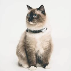 Tickless Mini Cat Blanc Rechargeable -Boutique Trixie tickless mini cat blanc rechargeable3