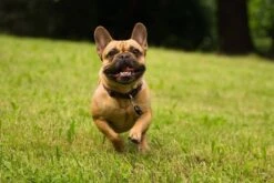 Tickless Pet Noir à Pile 7 Tickless Pet Noir à Pile -Boutique Trixie tickless pet noir pile3