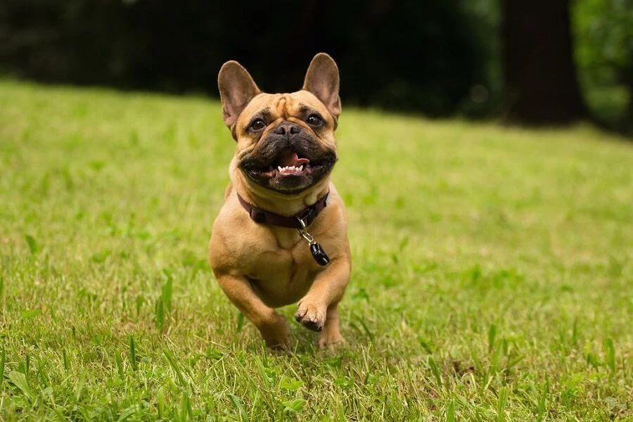 Tickless Pet Noir à Pile 5 Tickless Pet Noir à Pile – Image 3