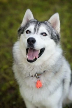 Tickless Pet Orange à Pile -Boutique Trixie tickless pet orange pile3 1