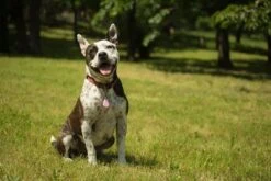 Tickless Pet Rose à Pile 7 Tickless Pet Rose à Pile -Boutique Trixie tickless pet rose pile3