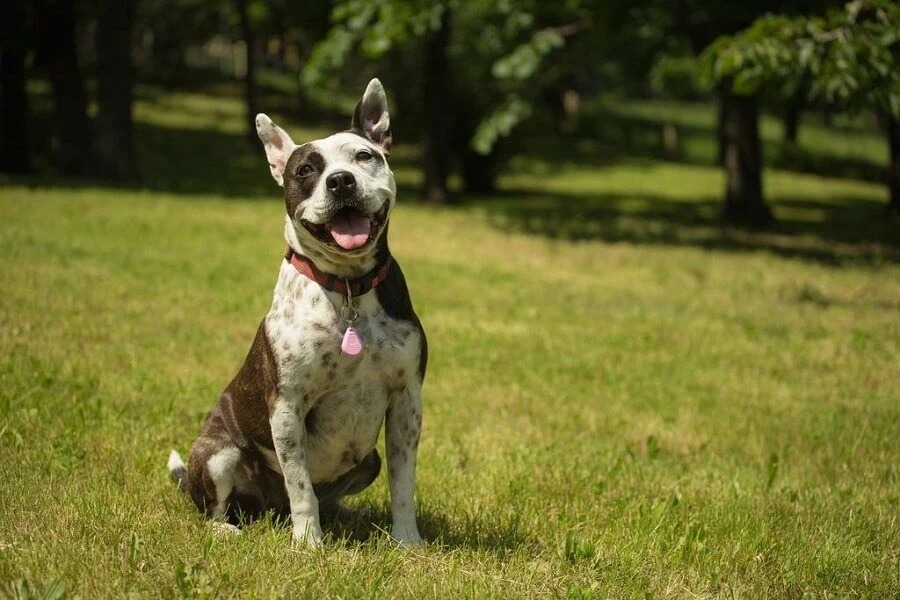 Tickless Pet Rose à Pile 5 Tickless Pet Rose à Pile – Image 3