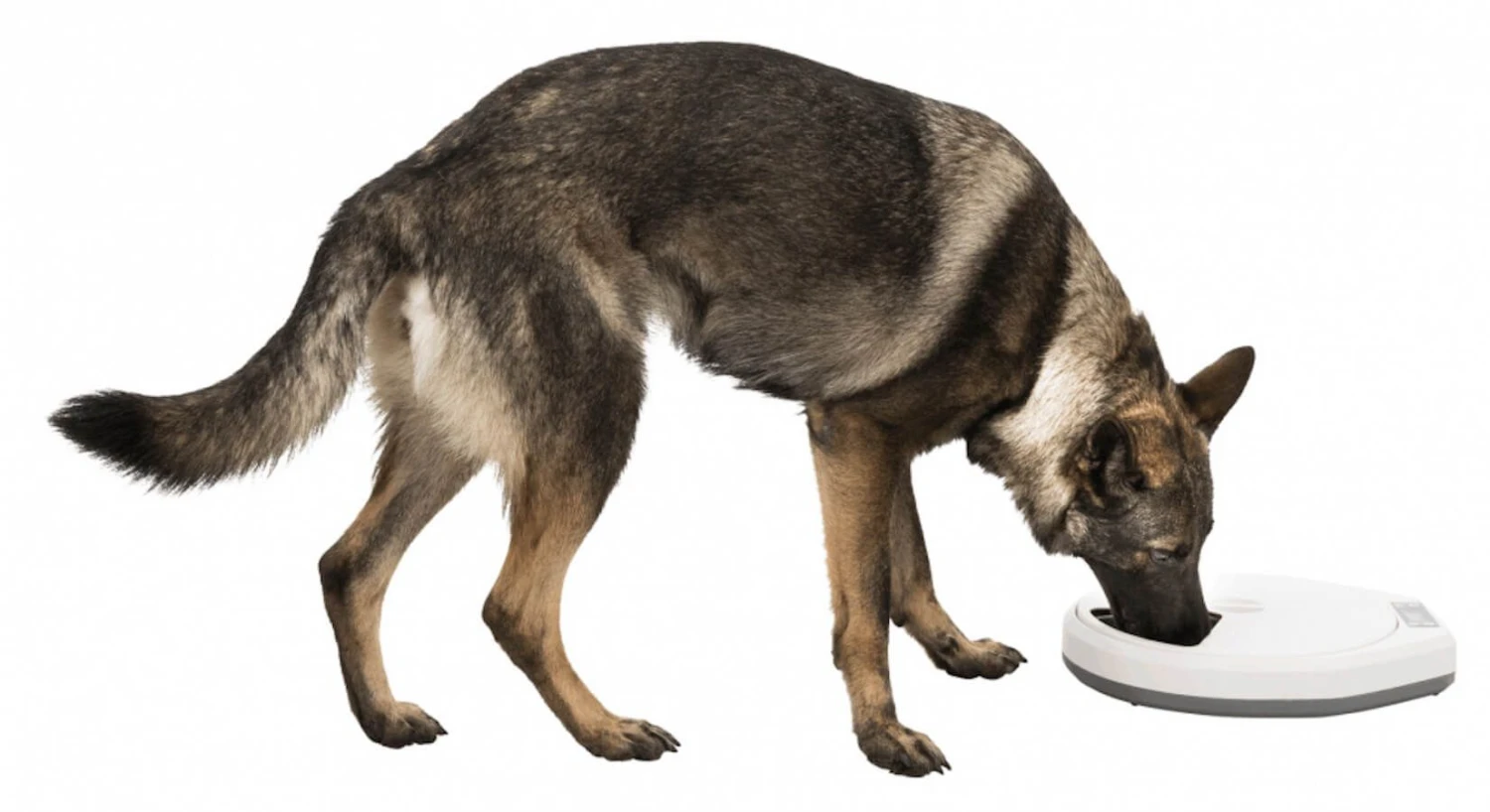 Trixie Distributeur Automatique TX4+1 7 Trixie Distributeur Automatique TX4+1 – Image 5