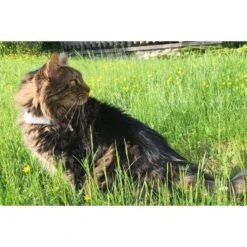 Collier GPS Weenect Cats 2