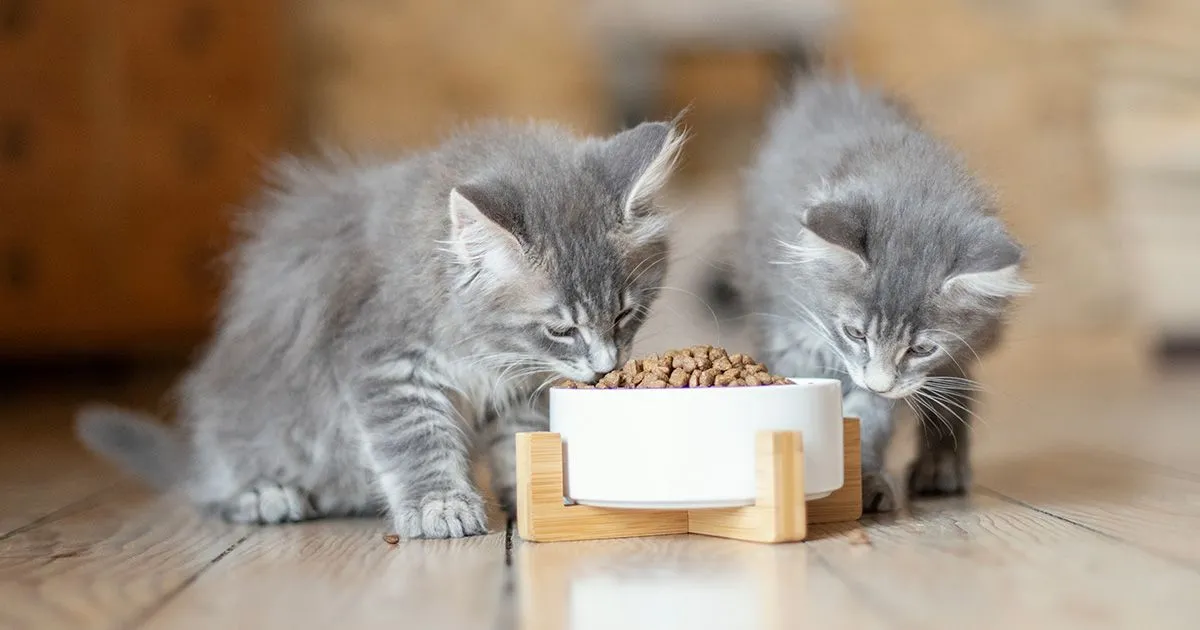 Boutique Trixie -Boutique Trixie